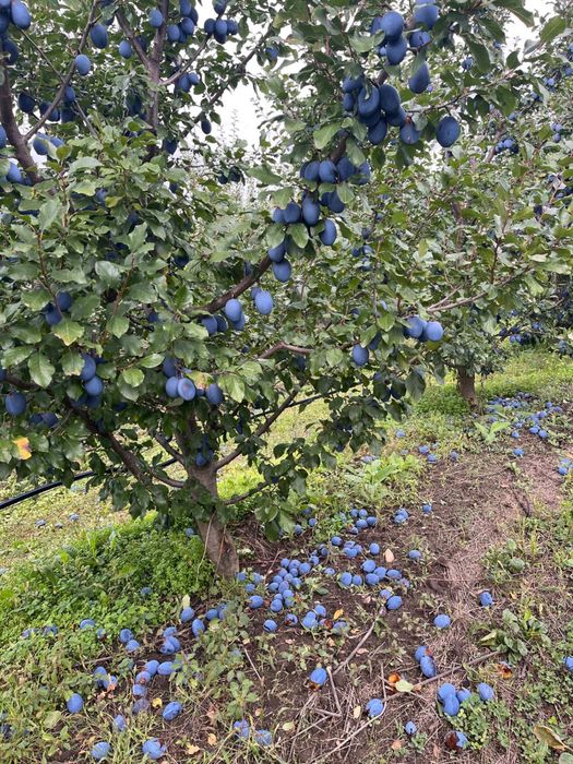 Prune de tuica de vanzare