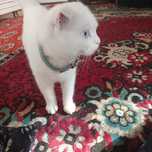 Scottish fold mushuk sotiladi qiz bola