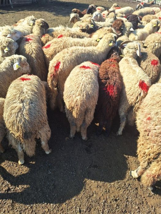 Vând 100 de cârlanii