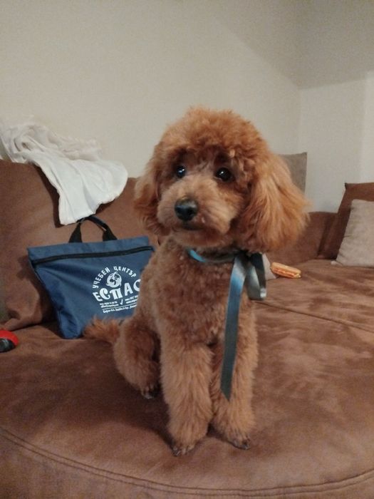 Мини пудели, родени на 07.10.