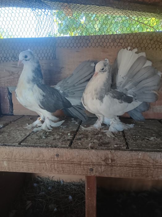 Индийски фенерлии