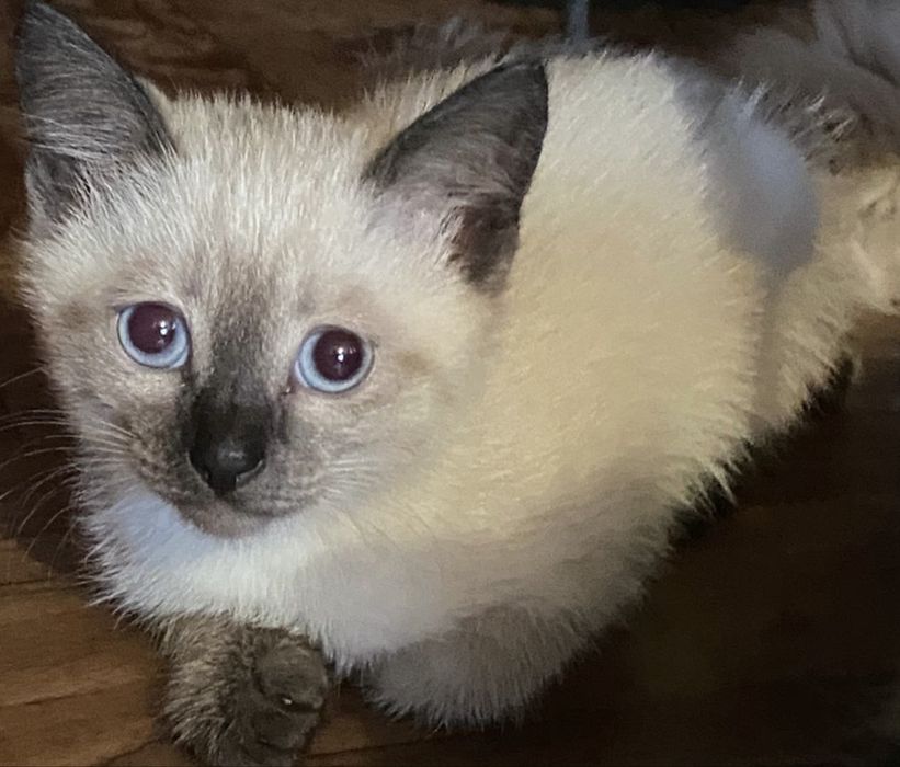 Котята (2 мес) ищут семью