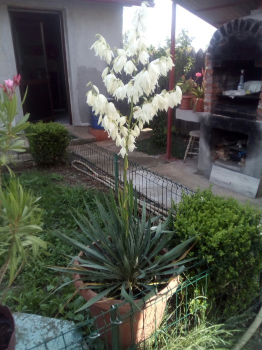 Yucca de grădină/ ghiveci ornamentală