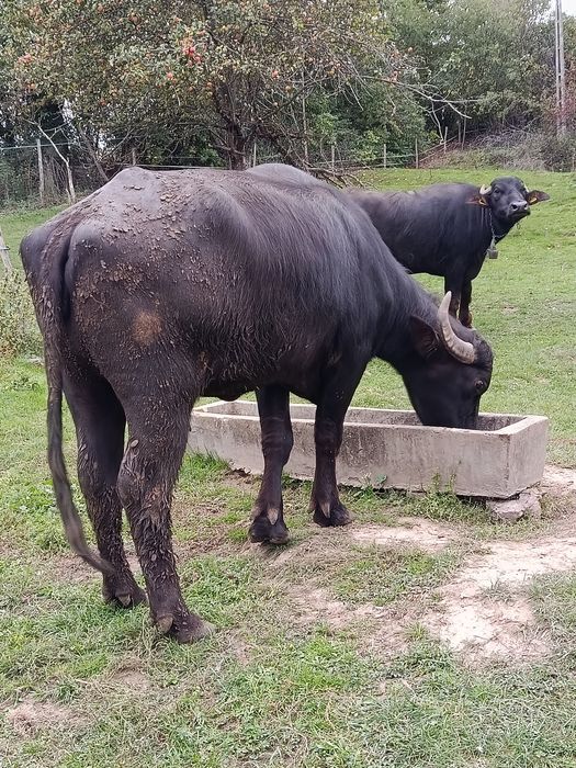 Ofer spre vânzare 2 bivolițe