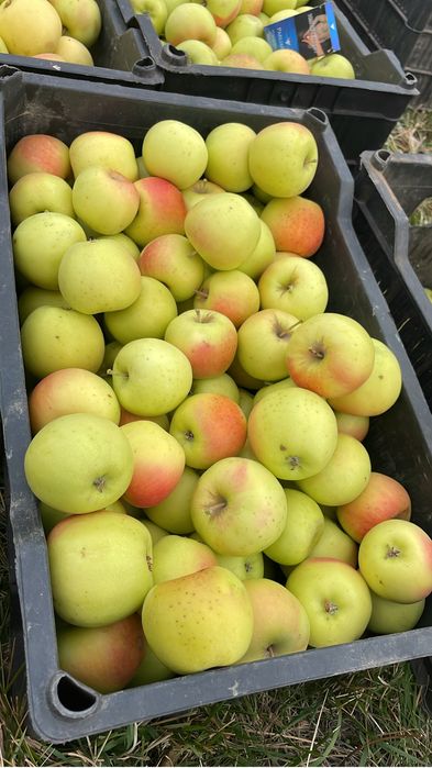 продам яблоки золотой и айдарет