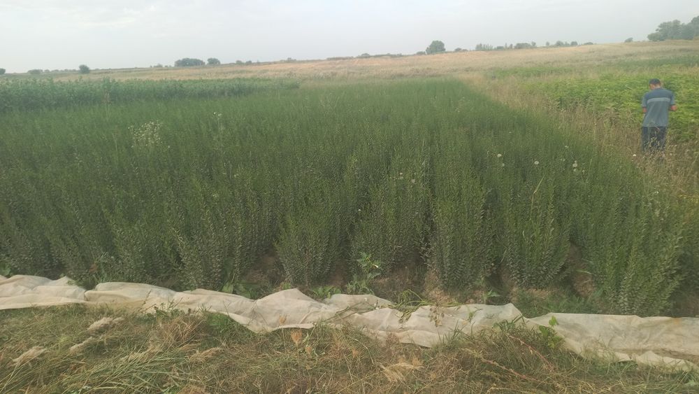 Саженцы декоративных деревьев