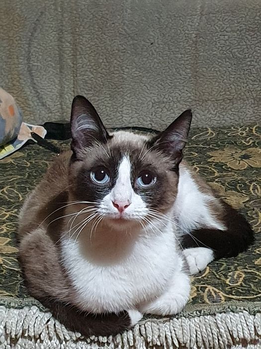 отдам кошечку в добрые руки