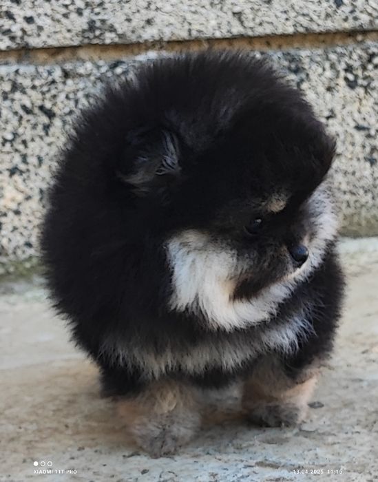 Померан померанче