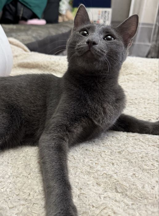 Отдам кошку в добрые руки, город Семей