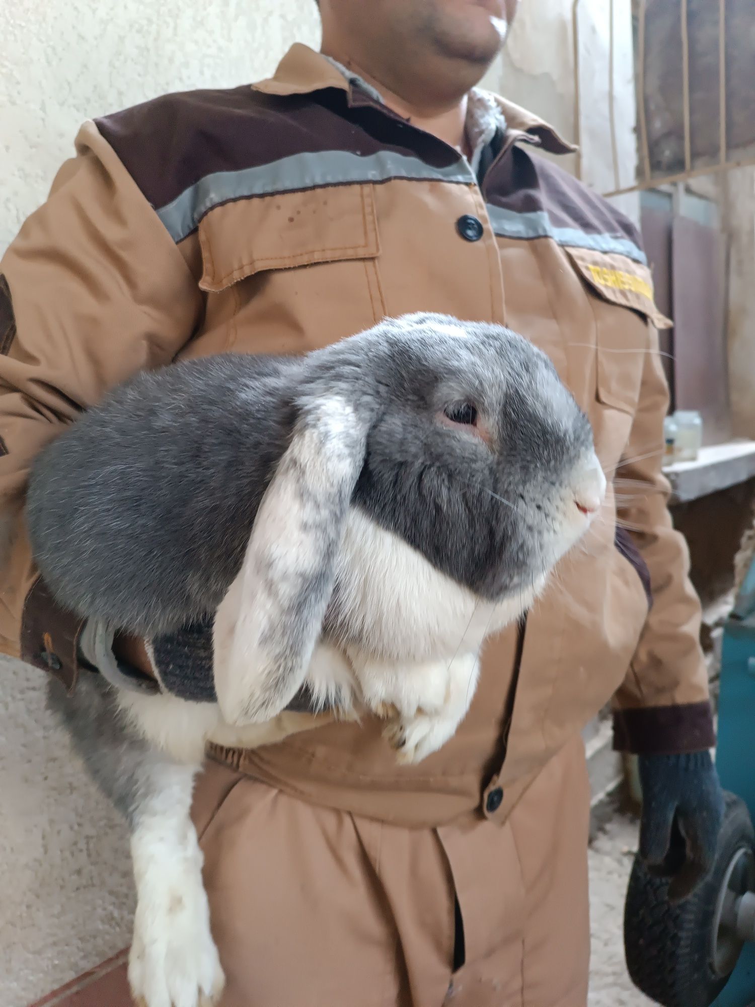 Куёнлар сотилади