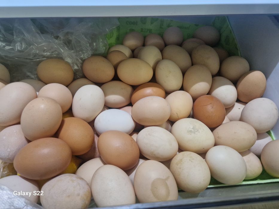 Домашние яйца куриные