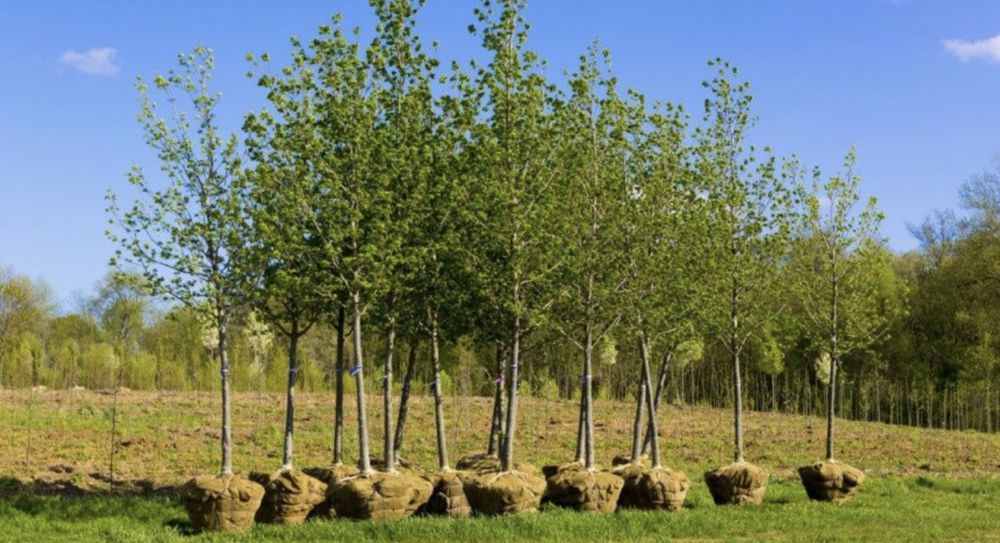 Mesteacan cu coaja alba decorativa , artar japonez , tei , catalpa .