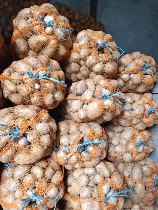 Vând cartofi consum alb