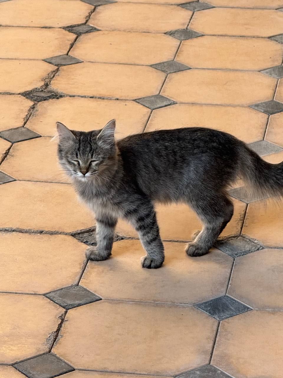 Отдам котят в хорошие руки