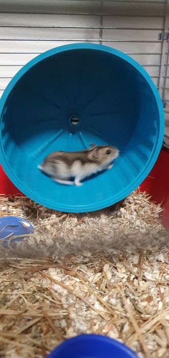 Hamsteri siberieni 20 lei