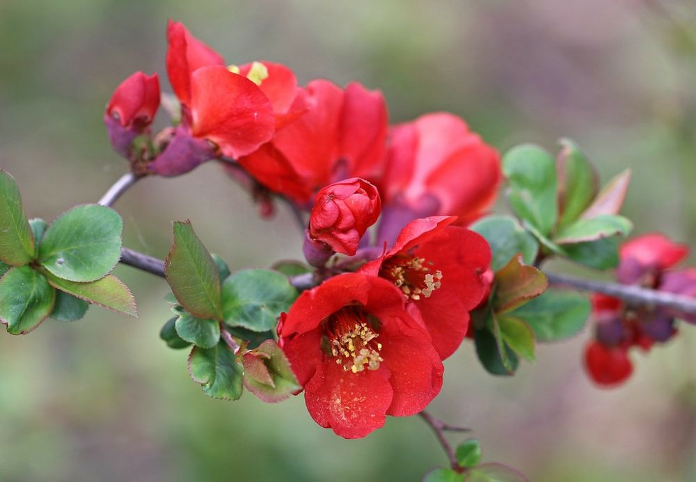 Pomi Ornamentali (Gutui Japonez )