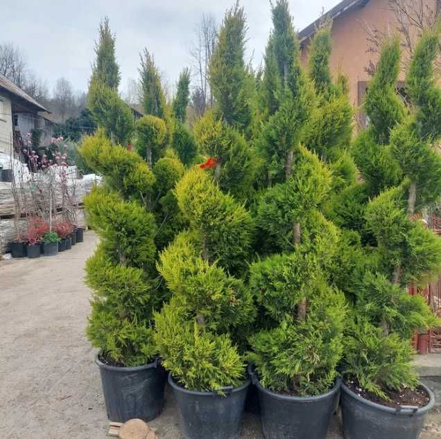 Leilandy , Tuia Spiral PonPon Etajere Buxus Plante Ornamentale!