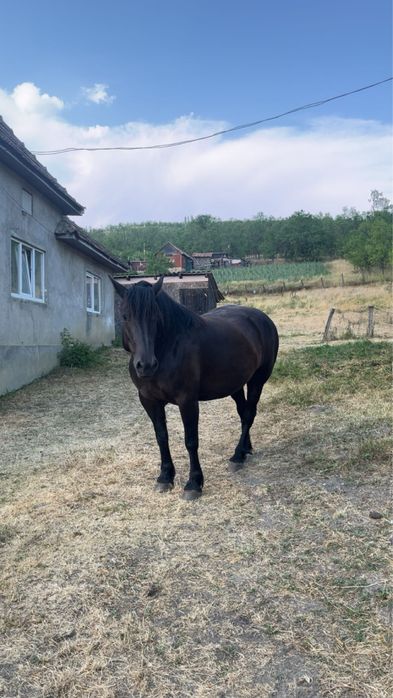 Iapă neagră,………..