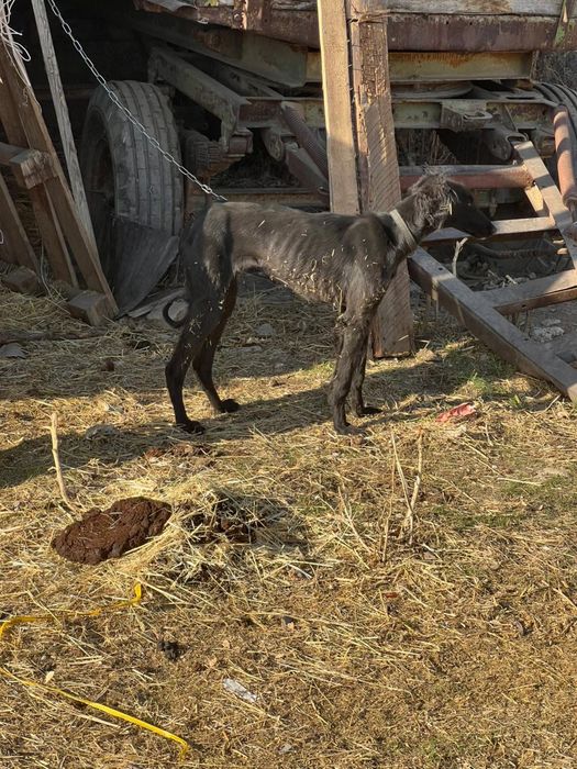 Продам тазы шенок