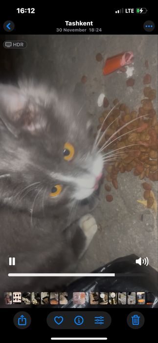 Chiroyli aqlli yoqimtoy mushuk hadyaga beriladi