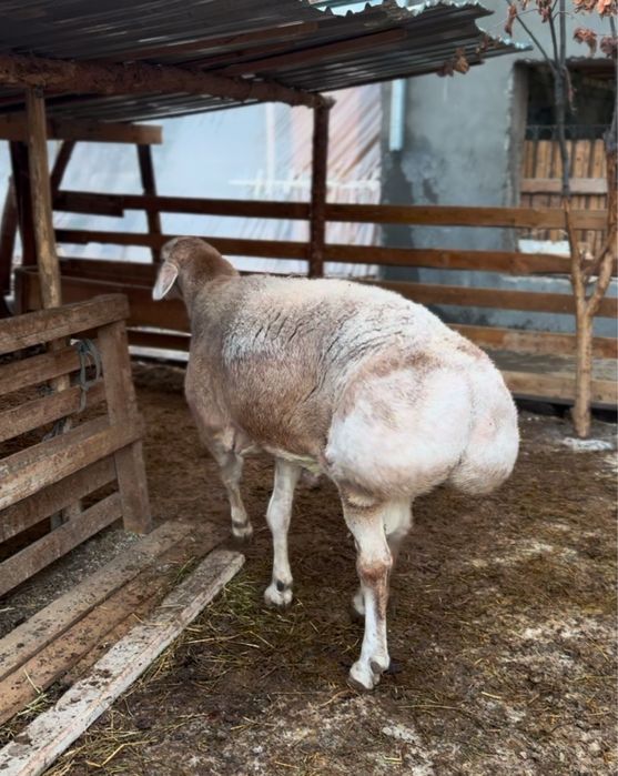 Qochqor sotiladi zot olaman diganlaga Bizon laqabi 6 tishdan  otvoti