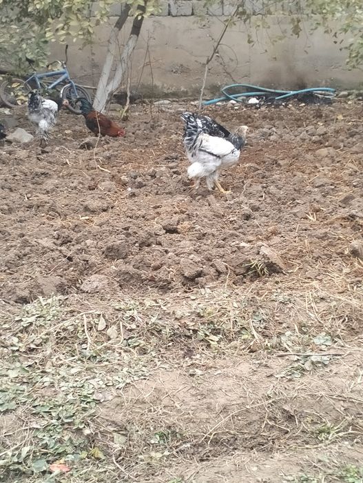 Брама хурозла сотилади