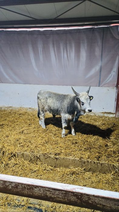 Vand Taurasi/tauri  Sura de stepta (certificat de origine) nu angus