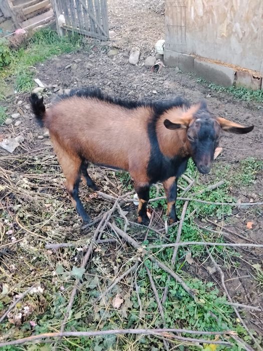 Vând țap Alpin Francez