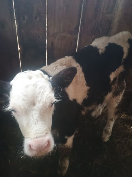 De vânzare doi viței masculi