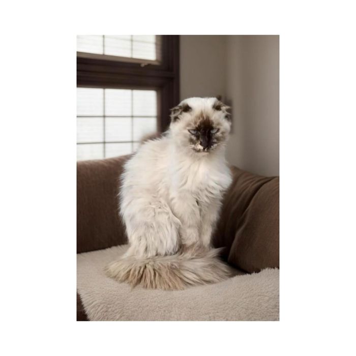 Кошечка Крошечка