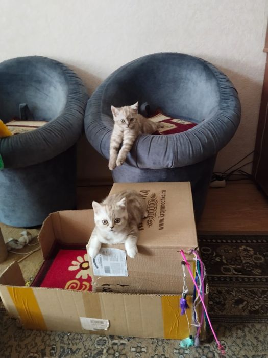 Продам две двух месячных кошечек британской породы