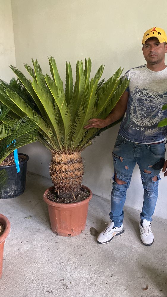 Cycas revoluta si alte specii de palmieri