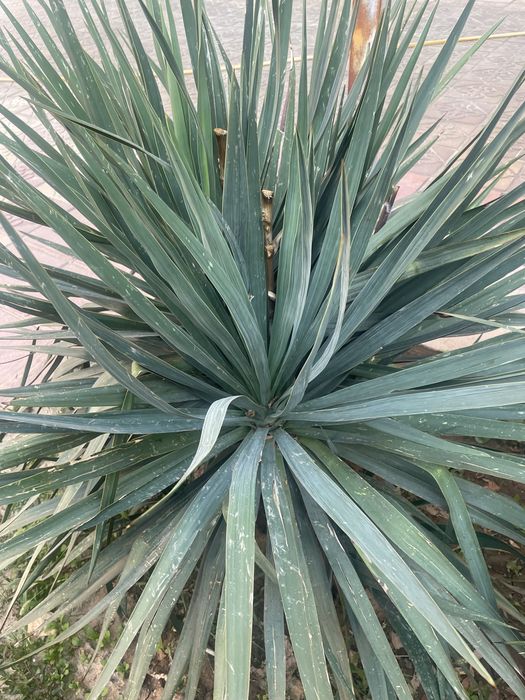 Юко есть большие и средние садовые