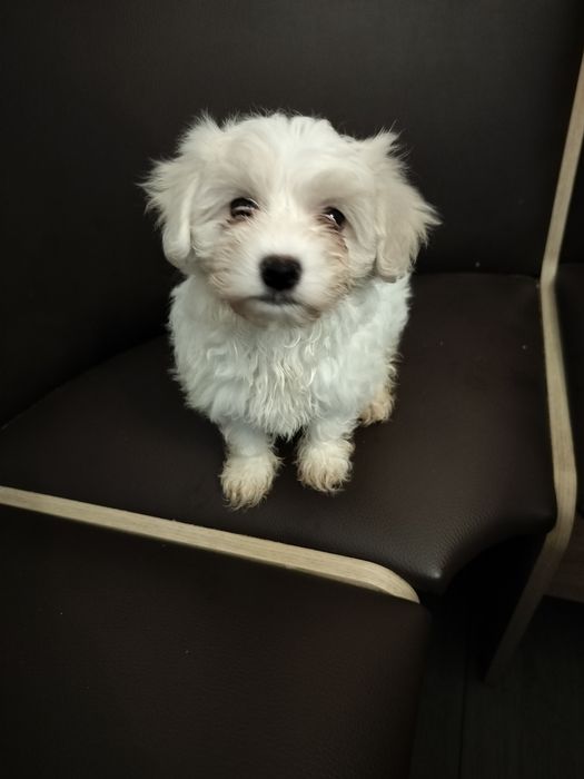 Bichon maltez femelă