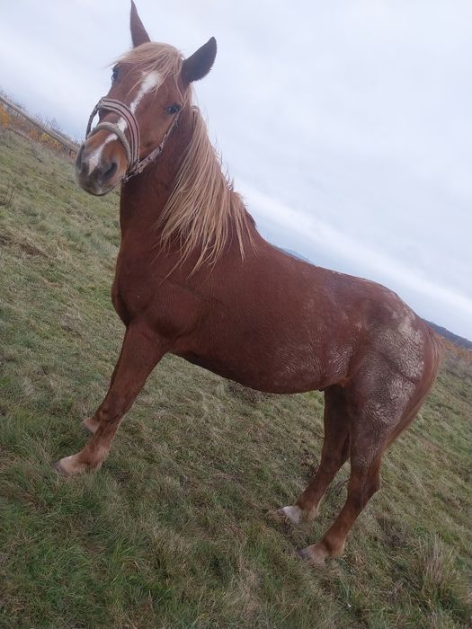 Cal castrat de vanzare