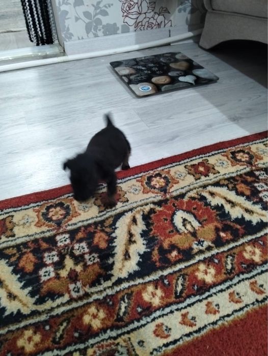 Продам щенка породы Ягдтерьер