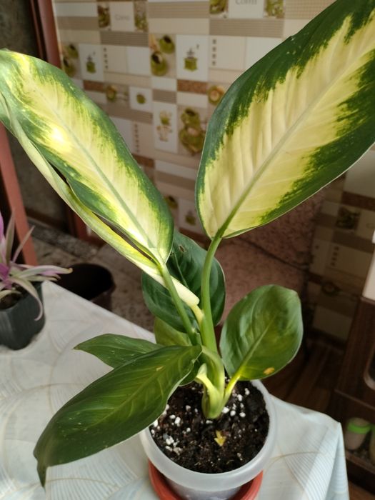 Диффенбахия цветок