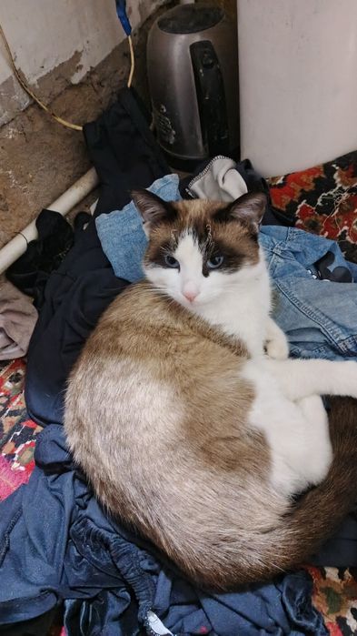 Narxi limon narxi limon