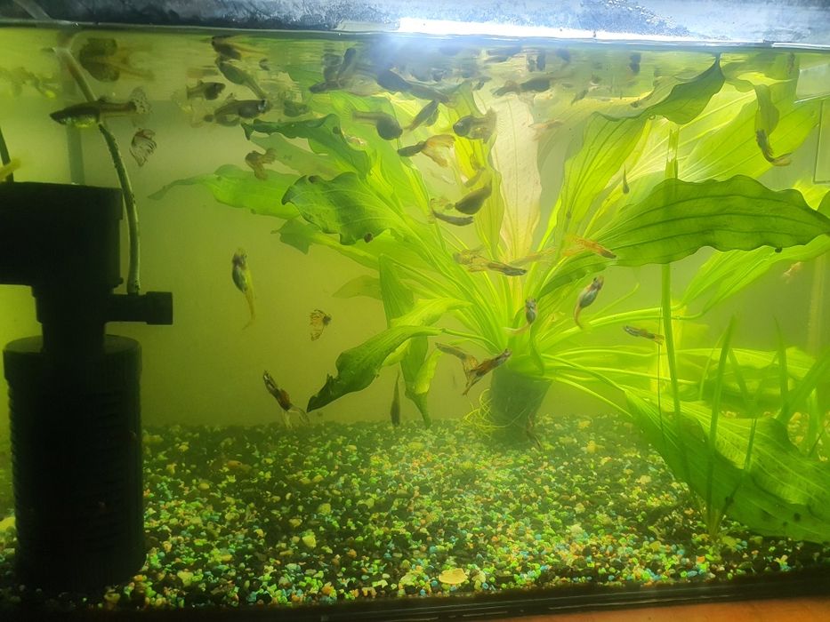 vănd pesti de acvariu gupi