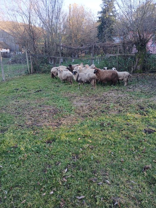 Vând  12 miei si 6 oi mai bătrâne