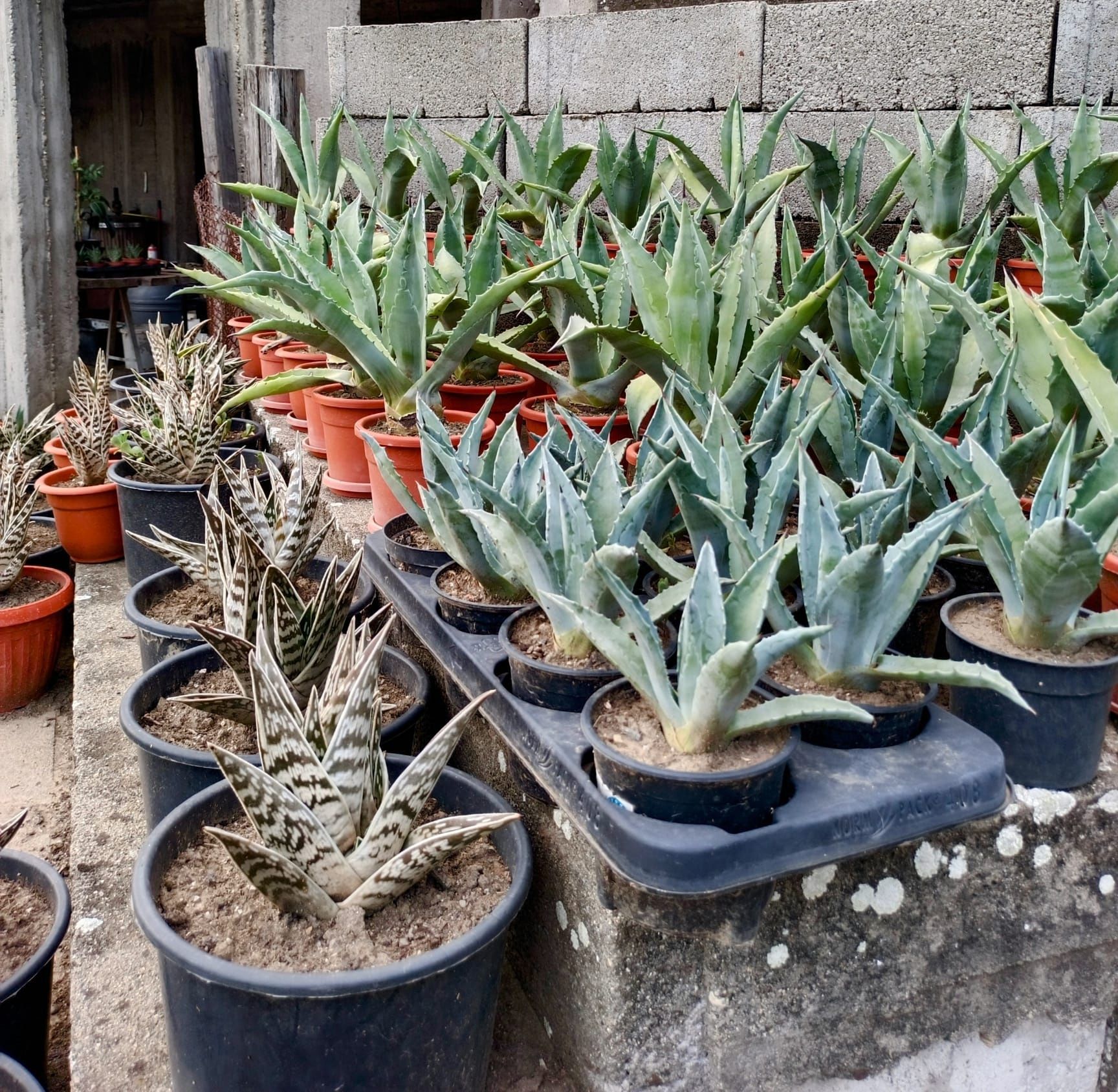 Vând cactuși Aloe Vera și alte specii