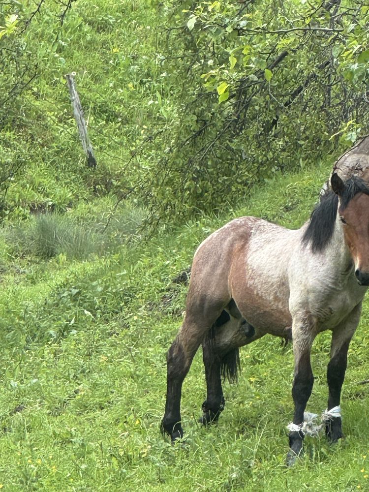 Vând manz mai multe tetalii la felefon