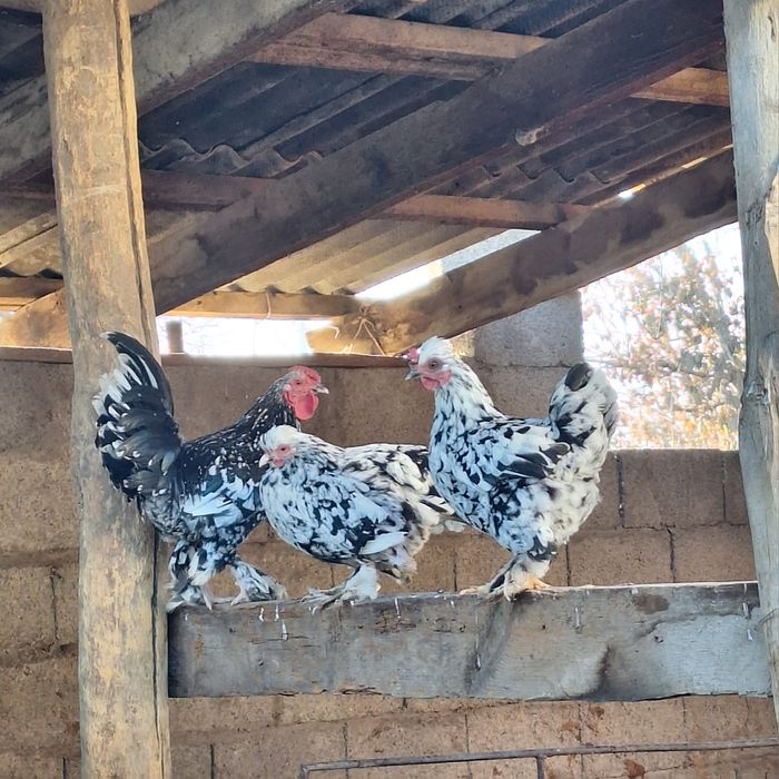 Продам  или обмен на кролики на попугай