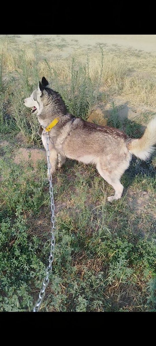 Xaski 7 oylik urğochi 100$ kelishtirib beramiz