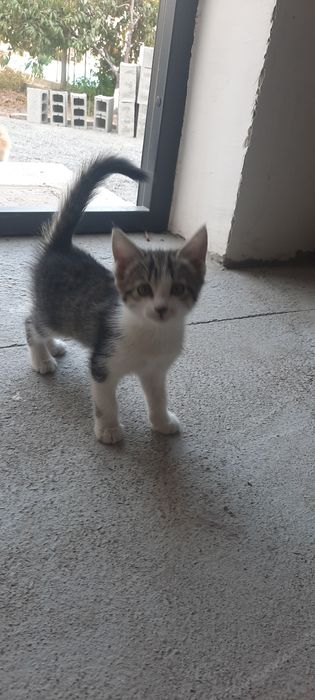 Продаються котята не дорого