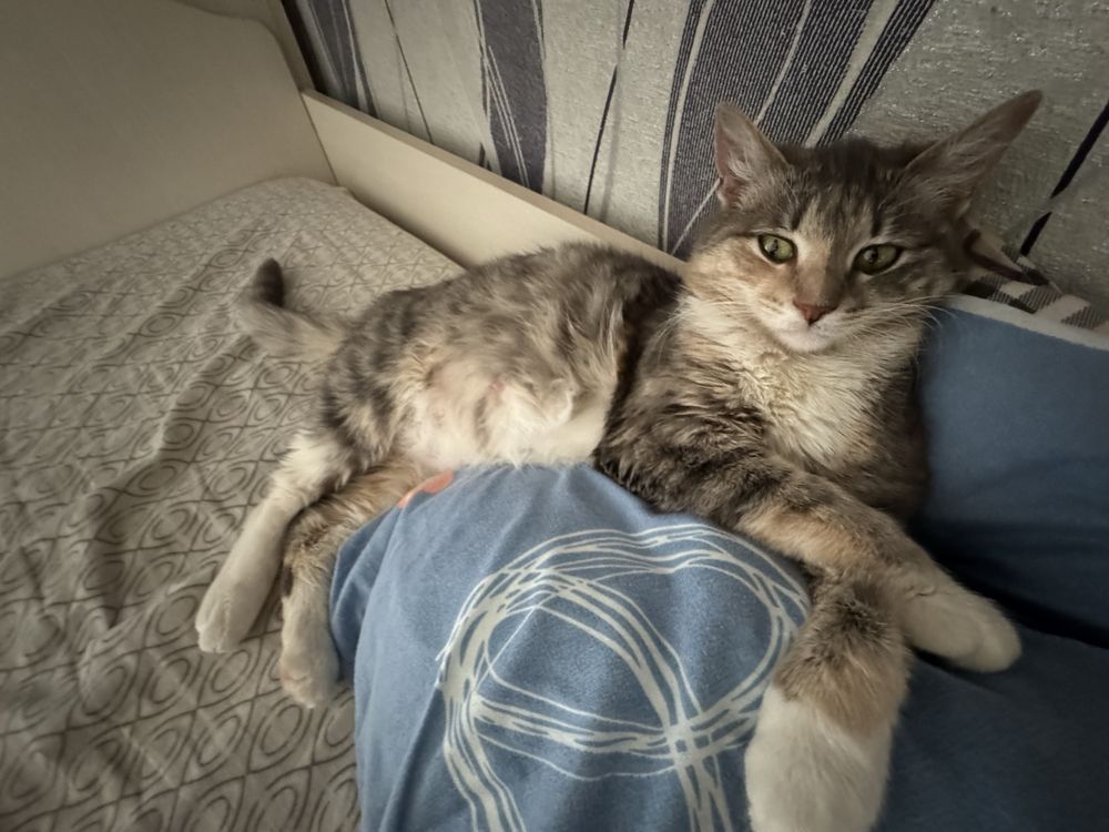 Кошка.         .