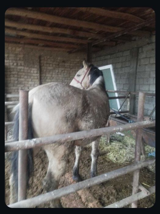 Toy sotiladi sogʻlom