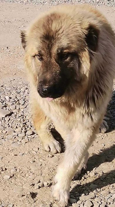 Adoptie mascul de talie mare