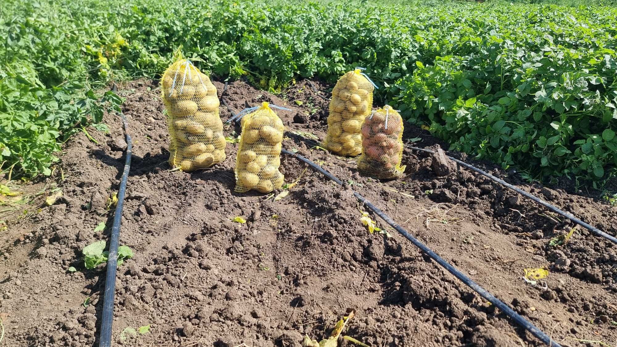 Пресни картофи сорт сорая
