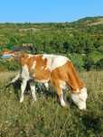 Vând vitea baltata românească de 6 luni